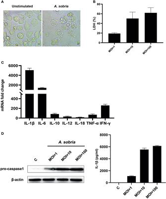 Aeromonas sobria Induces Proinflammatory Cytokines Production in Mouse Macrophages via Activating NLRP3 Inflammasome Signaling Pathways